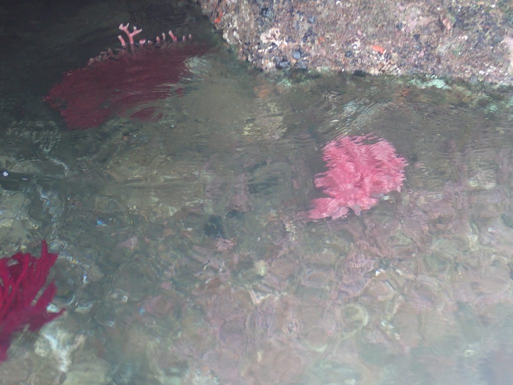 逗子海岸 サップスクール